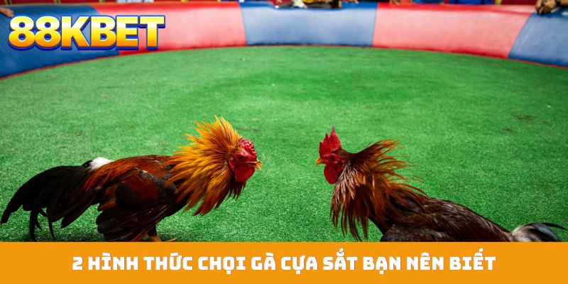 2 hình thức chọi gà cựa sắt bạn nên biết