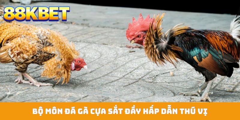 Bộ môn đá gà cựa sắt đầy hấp dẫn thú vị