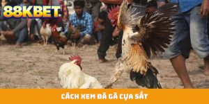 Đá Gà cựa sắt