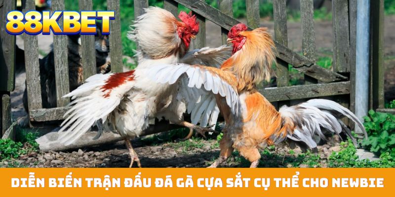 Diễn biến một trận đấu đá gà cựa sắt cụ thể cho newbie