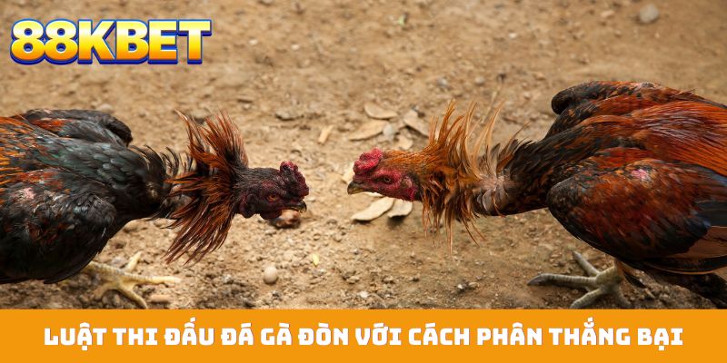 Luật thi đấu đá gà đòn với cách phân thắng bại