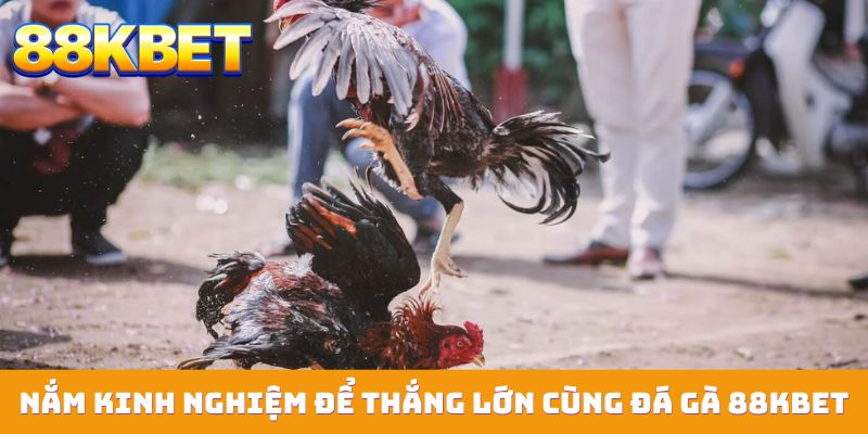 Nắm kinh nghiệm để thắng lớn cùng đá gà 88KBET