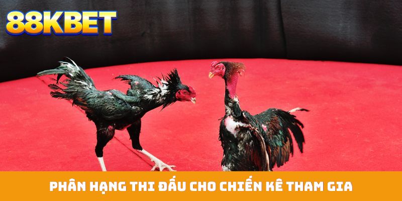 Phân hạng thi đấu cho chiến kê tham gia