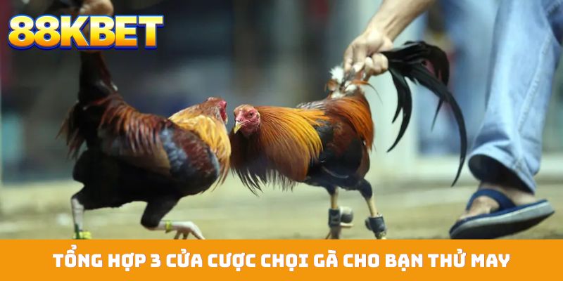 Tổng hợp 3 cửa cược chọi gà cho bạn thử may